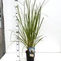 Cortaderia selloana, pot 23 cm, h 60 cm - afbeelding 2