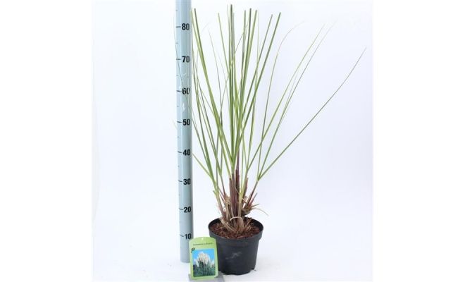 Cortaderia selloana, pot 23 cm, h 60 cm - afbeelding 1