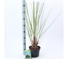 Cortaderia selloana, pot 23 cm, h 60 cm - afbeelding 1