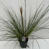 Cortaderia selloana Pumila, pot 23 cm, h 70 cm - afbeelding 2