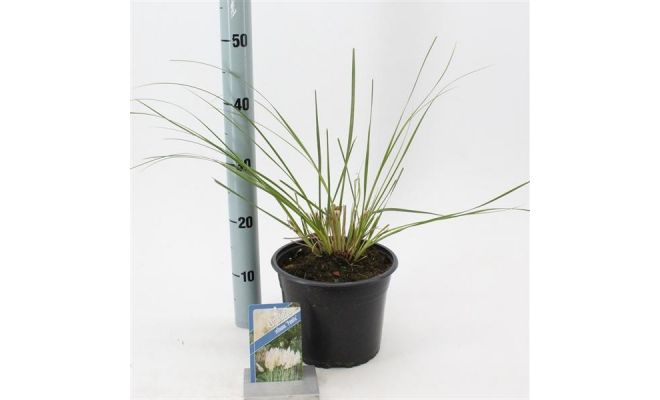 Cortaderia Selloana Pumila - afbeelding 1