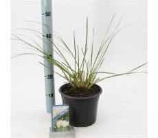 Cortaderia Selloana Pumila - afbeelding 1