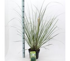 Cortaderia Selloana Pumila - afbeelding 3