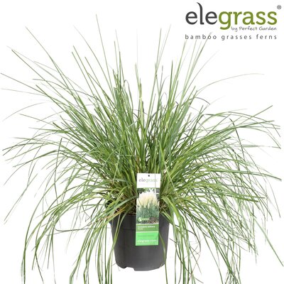 Cortaderia selloana Pumila