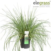 Cortaderia selloana Pumila