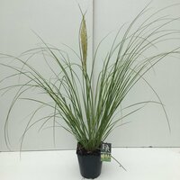 Cortaderia selloana Pumila, p 21, h 90 cm - afbeelding 2