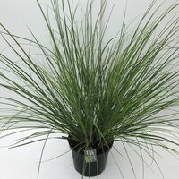 Cortaderia selloana Pumila, p 21, h 90 cm - afbeelding 3