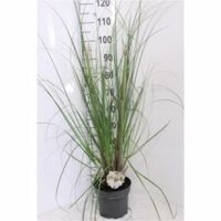 Cortaderia selloana Pumila, p 21, h 90 cm - afbeelding 3