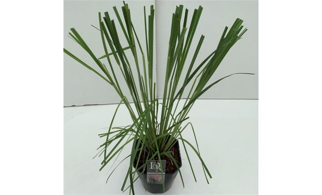 Cortaderia Selloana Rosea - afbeelding 1