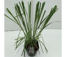 Cortaderia Selloana Rosea - afbeelding 1