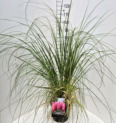 Cortaderia selloana Rosea, pot 17 cm, h 50 cm