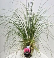 Cortaderia selloana Rosea, pot 17 cm, h 50 cm