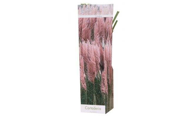 cortederia selloana p19 h40 - afbeelding 1
