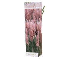 cortederia selloana p19 h40 - afbeelding 2