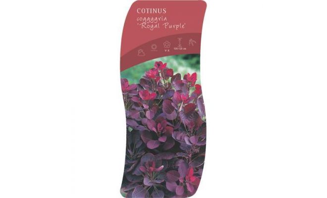 Cotinus cog. 'Royal Purple'