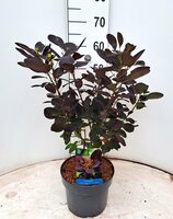 Cotinus coggygria Royal Purple, p 17, h 25 cm - afbeelding 2