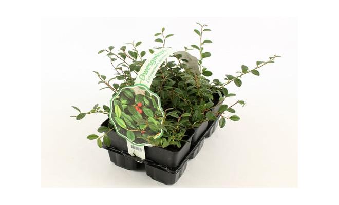 Cotoneaster dammeri, 6 pack