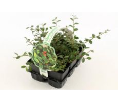 Cotoneaster dammeri, 6 pack