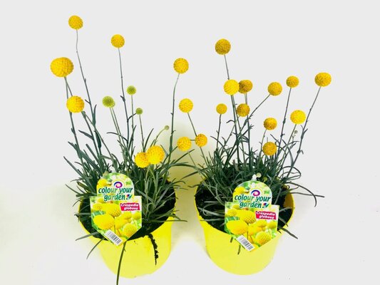 Craspedia globosa 'Golf Beauty, pot 17 cm, h 35 cm