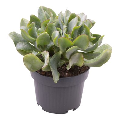 Crassula arborescens 'Curly Green, pot 12 cm, h 20 cm