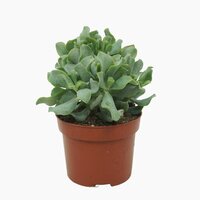 Crassula arborescens 'Curly, pot 17 cm, h 25 cm
