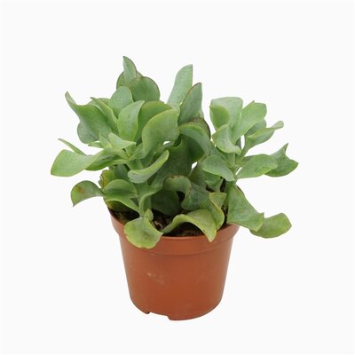 Crassula arborescens 'Curly, pot 8,5 cm, h 10 cm