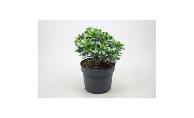 Crassula Minova Magic (Geldboom)