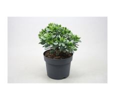 Crassula Minova Magic (Geldboom)