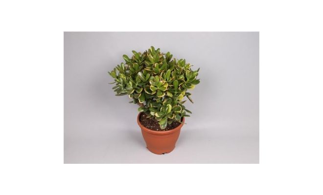 Crassula Ovata (Geldboom), pot 19 cm, h 35 cm