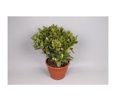 Crassula Ovata (Geldboom), pot 19 cm, h 35 cm