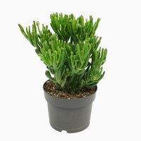 Crassula ovata Gollum P 17, h 25 cm