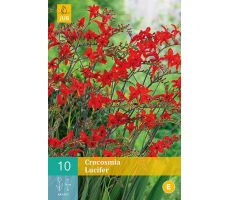 Crocosmia lucifer 10st - afbeelding 4