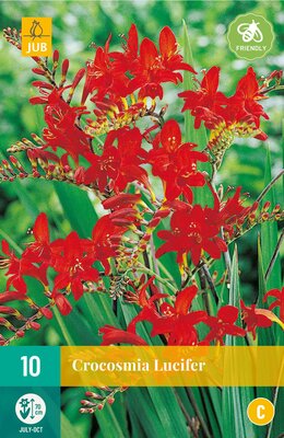 Crocosmia lucifer 10st