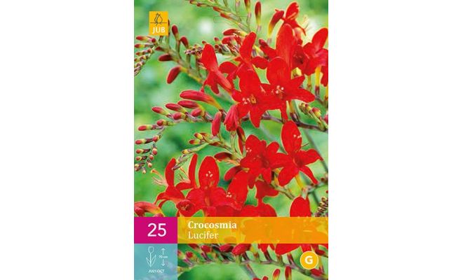 Crocosmia lucifer 25st - afbeelding 1