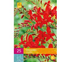 Crocosmia lucifer 25st - afbeelding 1