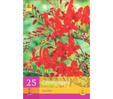 Crocosmia lucifer 25st - afbeelding 4
