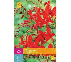 Crocosmia lucifer 25st - afbeelding 3