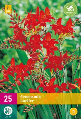 Crocosmia lucifer 25st