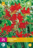 Crocosmia lucifer 25st