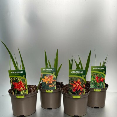 Crocosmia mix, pot 19 cm, h 90 cm