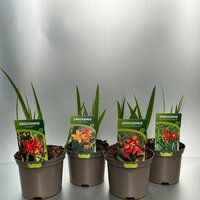 Crocosmia mix, pot 19 cm, h 90 cm