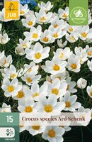 Crocus Ard Schenk, 15 stuks