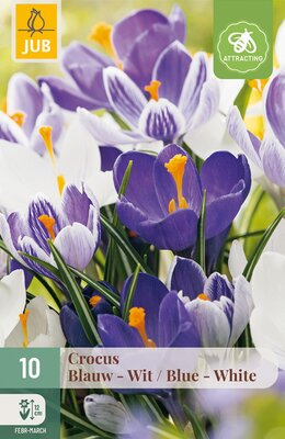 Crocus Blauw-Wit, 10 stuks