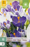 Crocus Blauw-Wit, 10 stuks