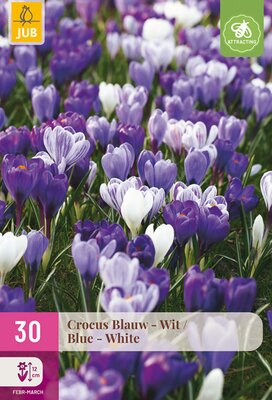 Crocus Blauw-Wit, 30 stuks