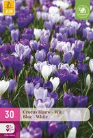 Crocus Blauw-Wit, 30 stuks