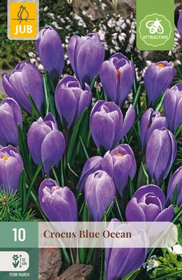 Crocus Blue Ocean, 10 stuks