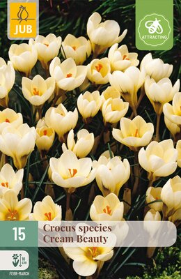 Crocus Cream Beauty, 15 stuks