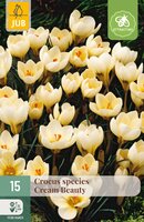 Crocus Cream Beauty, 15 stuks