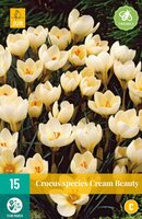 Crocus cream beauty 15 stuks